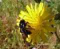 Andrena morio